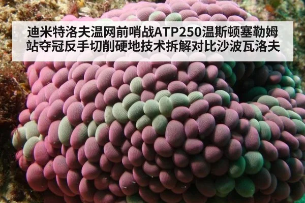 迪米特洛夫温网前哨战ATP250温斯顿塞勒姆站夺冠反手切削硬地技术拆解对比沙波瓦洛夫
